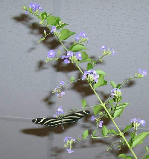 butterfly1.jpg
