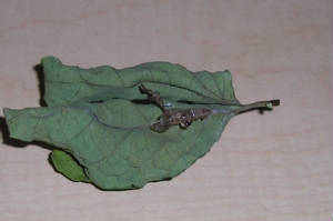 crysallis2.jpg