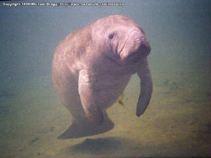 manatee.jpg