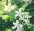 blossom.jpg