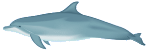 bottlenosedolphin.gif