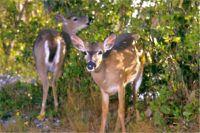 deer.jpg