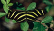 longwing.jpg