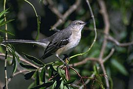 mockingbird.jpg